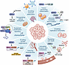 Circadian regulation of cancer hallmarks.