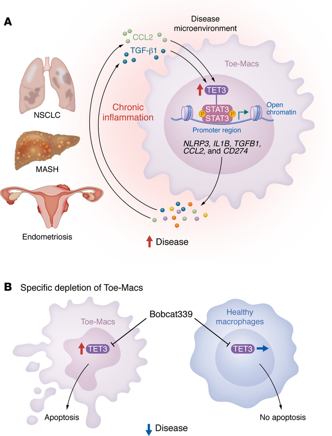 Toe-Macs contribute to the pathogenesis of chronic inflammatory diseases...