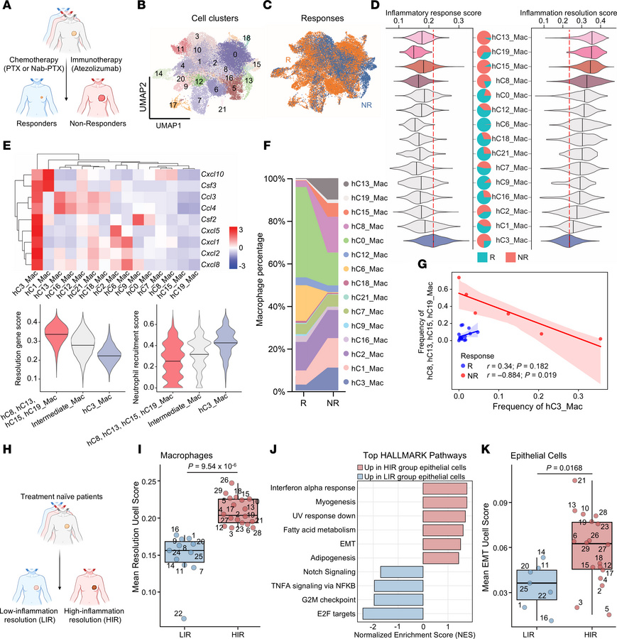 Distinct immune microenvironment in human TNBC.
(A) Schematic of the pat...
