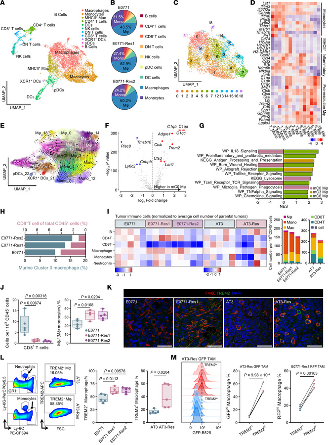 Resistant mesenchymal-like tumors promote tumor-associated macrophage di...