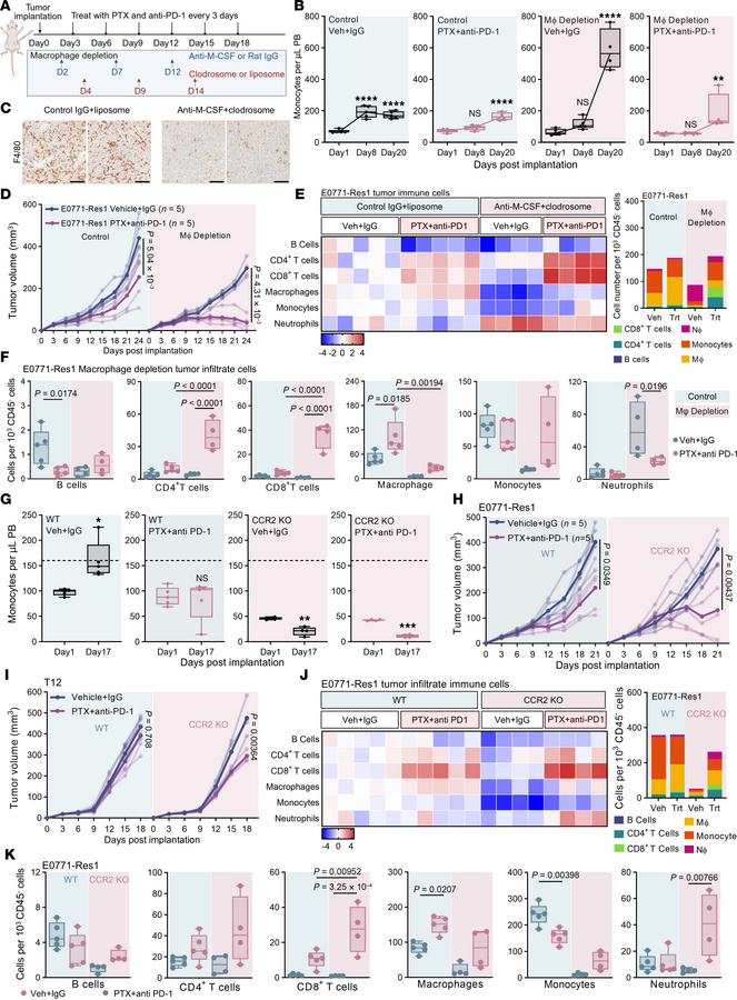 Monocyte-derived tumor-associated macrophages are key mediators of thera...
