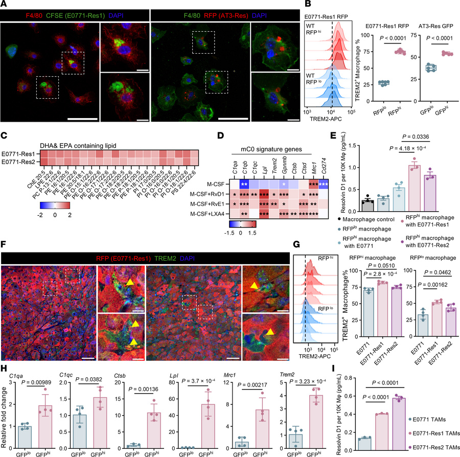 Efferocytosis and resolvin production promote inflammation resolution ma...