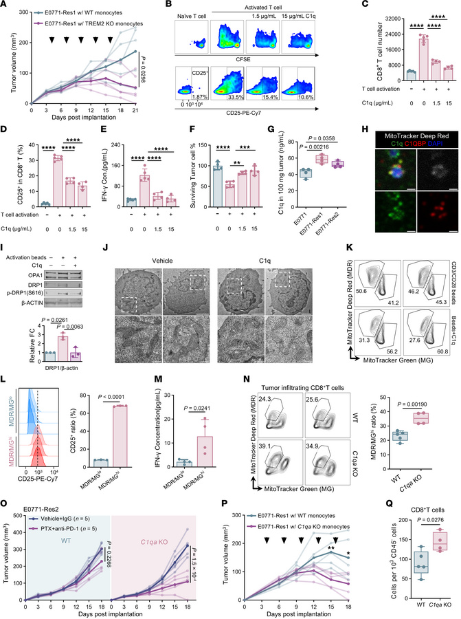 C1q disrupts CD8+ T cell metabolism, enabling immune evasion in resistan...