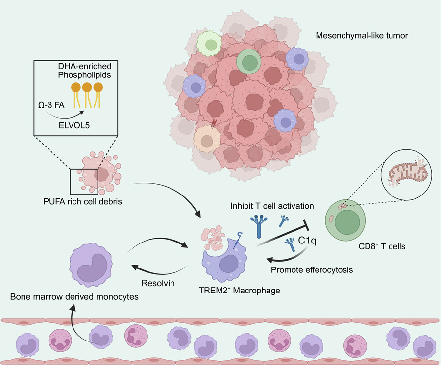 graphical abstract