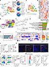 Resistant mesenchymal-like tumors promote tumor-associated macrophage diffe