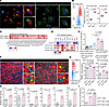 Efferocytosis and resolvin production promote inflammation resolution macro