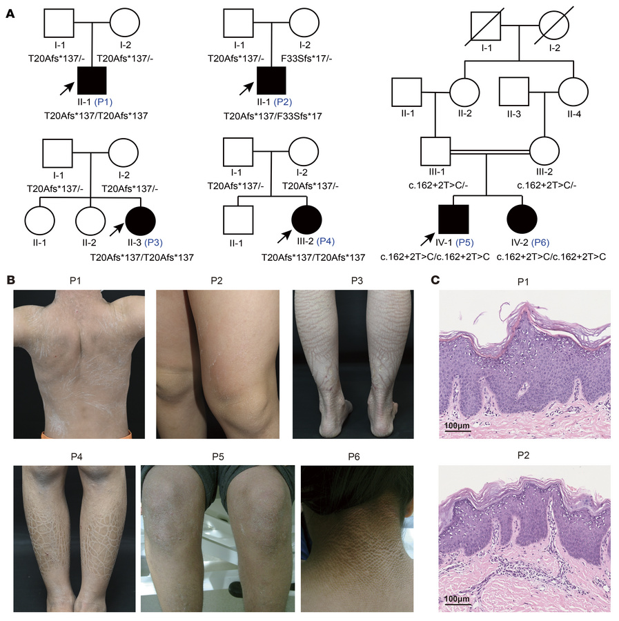 Clinical manifestations and histopathological findings of patients with ...