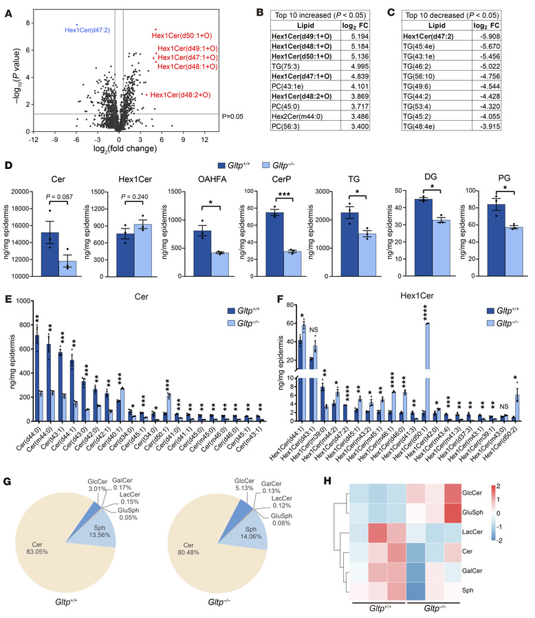 Epidermal lipid composition was altered in Gltp–/– mice.
(A) Volcano plo...