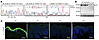 Genetic sequencing and protein expression analysis of GLTP.