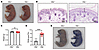 Phenotypic characterization of Gltp-deficient mice.