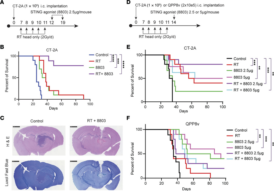 Therapeutic effect of 8803 in combination with RT.
(A) Treatment of C57B...