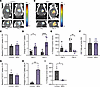 8803 in vivo activity determined using [18F]-FLT PET imaging.