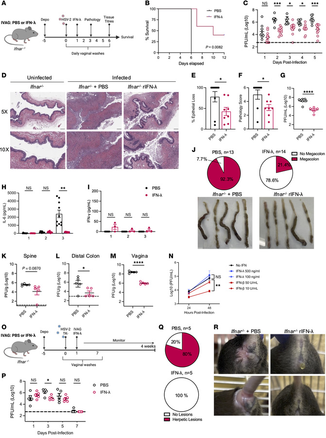 IFN-λ treatment inhibits tissue pathology and viral dissemination and pr...