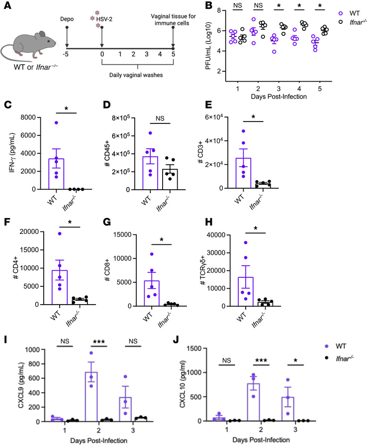 Absence of type I IFNs impairs adaptive immunity to HSV-2 infection.
(A)...