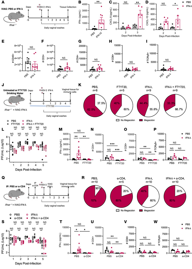 IFN-λ treatment boosts CD4+ T cell–mediated immunity to infection.
(A–I)...