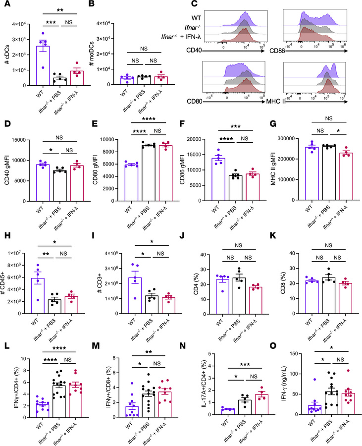 IFN-λ treatment does not alter T cell priming.
(A–O) WT, Ifnar–/–, and I...