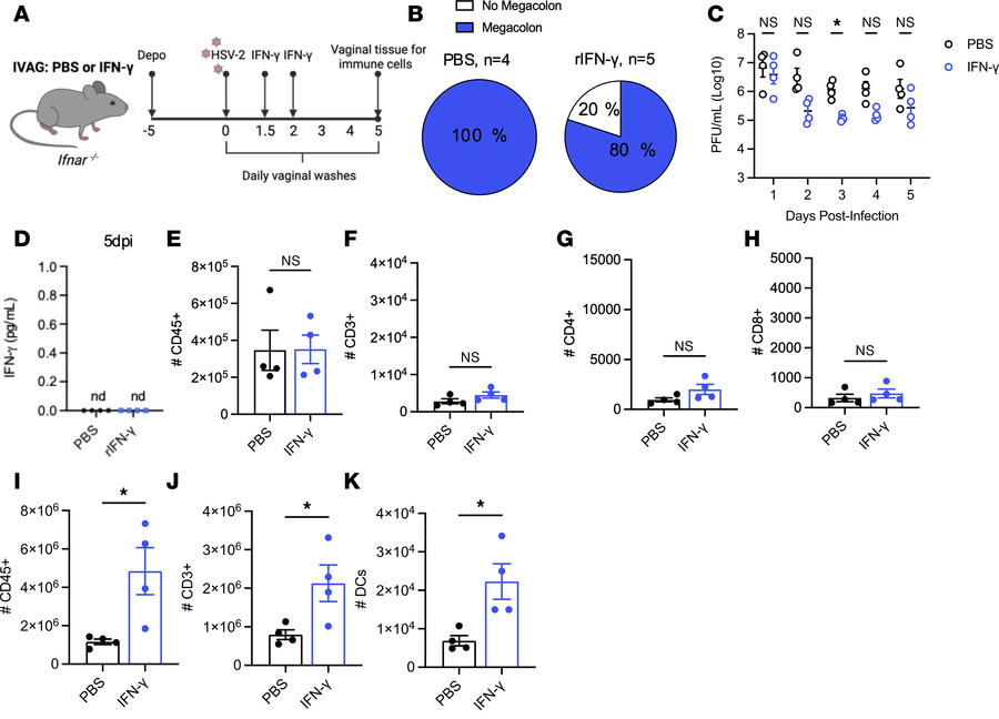 Innate IFN-γ does not influence local T cell responses.
(A) Ifnar–/– mic...