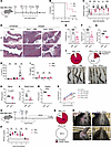 IFN-λ treatment inhibits tissue pathology and viral dissemination and promo