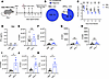 Innate IFN-γ does not influence local T cell responses.