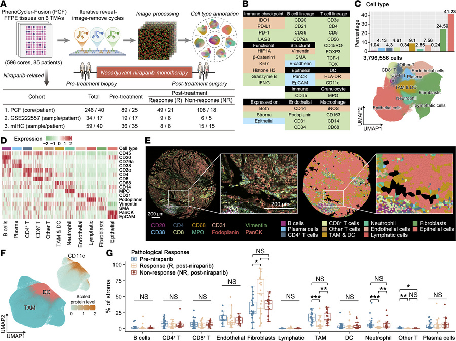 TAMs persist in niraparib nonresponse tumors.
(A) Experimental workflow ...