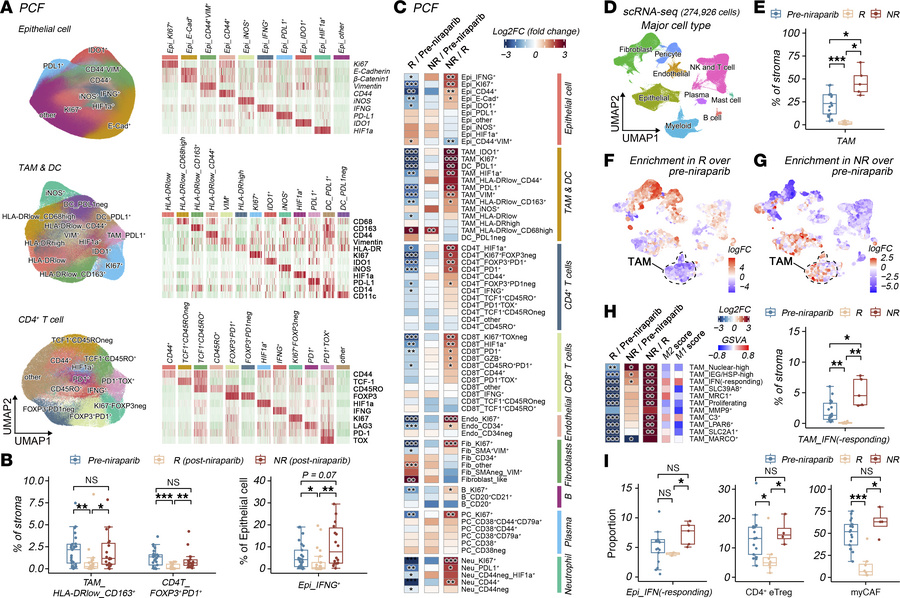 IFN-responding macrophages are enriched in resistant lesions.
(A) Integr...