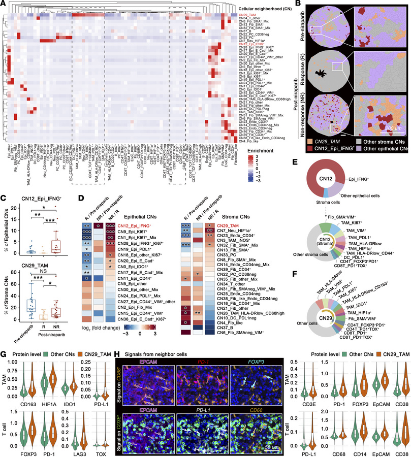 IFNG+ tumor cell–enriched CNs and TAM-CNs are associated with niraparib ...
