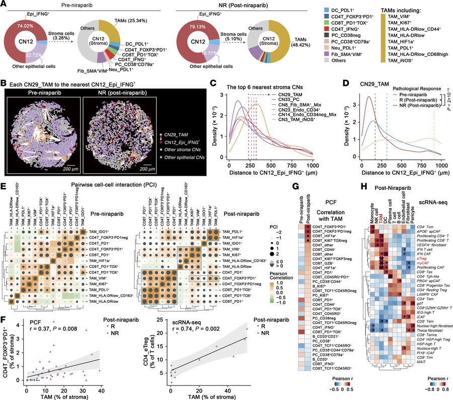 Enhanced spatial interaction between CNs in niraparib-resistant lesions....