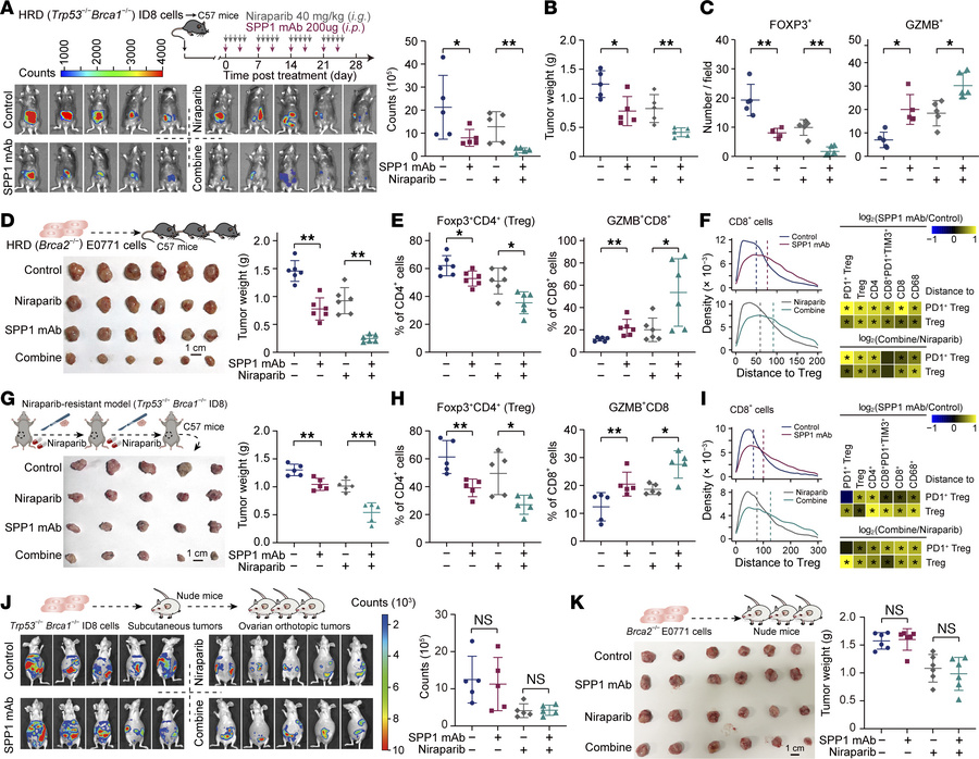 SPP1 blockade augments antitumor immunity and overcomes PARPi resistance...