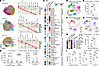 IFN-responding macrophages are enriched in resistant lesions.