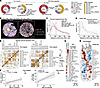Enhanced spatial interaction between CNs in niraparib-resistant lesions.