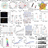 IFN-SPP1 axis orchestrates TME reprogramming in PARPi-resistant tumor.