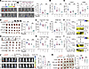 SPP1 blockade augments antitumor immunity and overcomes PARPi resistance.
