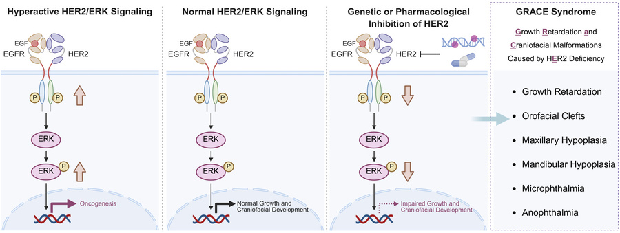graphical abstract