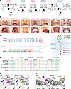 Heterozygous missense HER2 variants cause growth impairment and craniofacia
