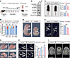 Maternal exposure to Tucatinib results in growth deficits and craniofacial