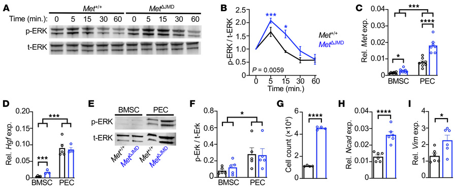 Characterization of MetΔJMD osteoprogenitor cells.
(A and B) Representat...