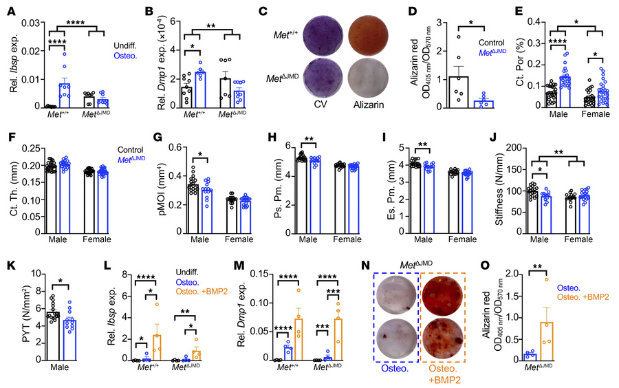 Impaired osteogenic differentiation of PECs from MetΔJMD mice.
(A and B)...