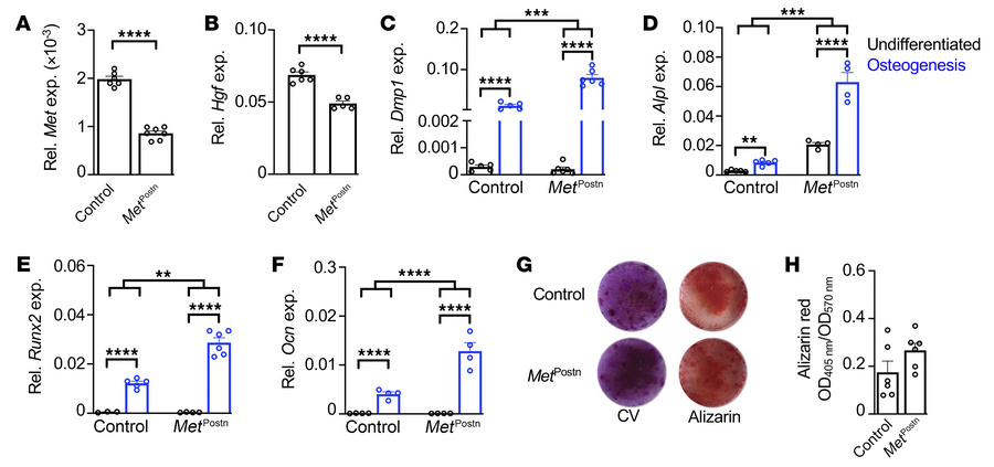 Osteogenic differentiation of PECs from MetPostn mice.
(A and B) Relativ...
