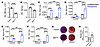 Osteogenic differentiation of PECs from MetPostn mice.