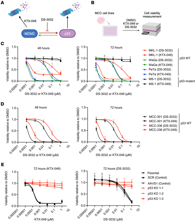 MCCP cell lines with WT p53 are highly sensitive to KTX-049.
(A) Scheme ...