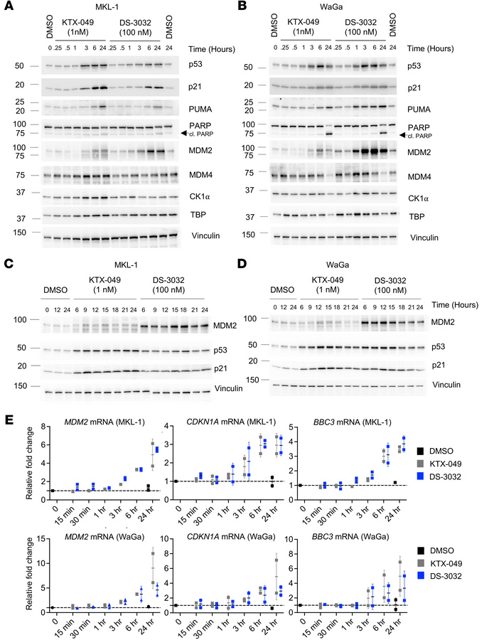 KTX-049 leads to a robust p53 response in MCCP cell lines.
(A and B) MCC...