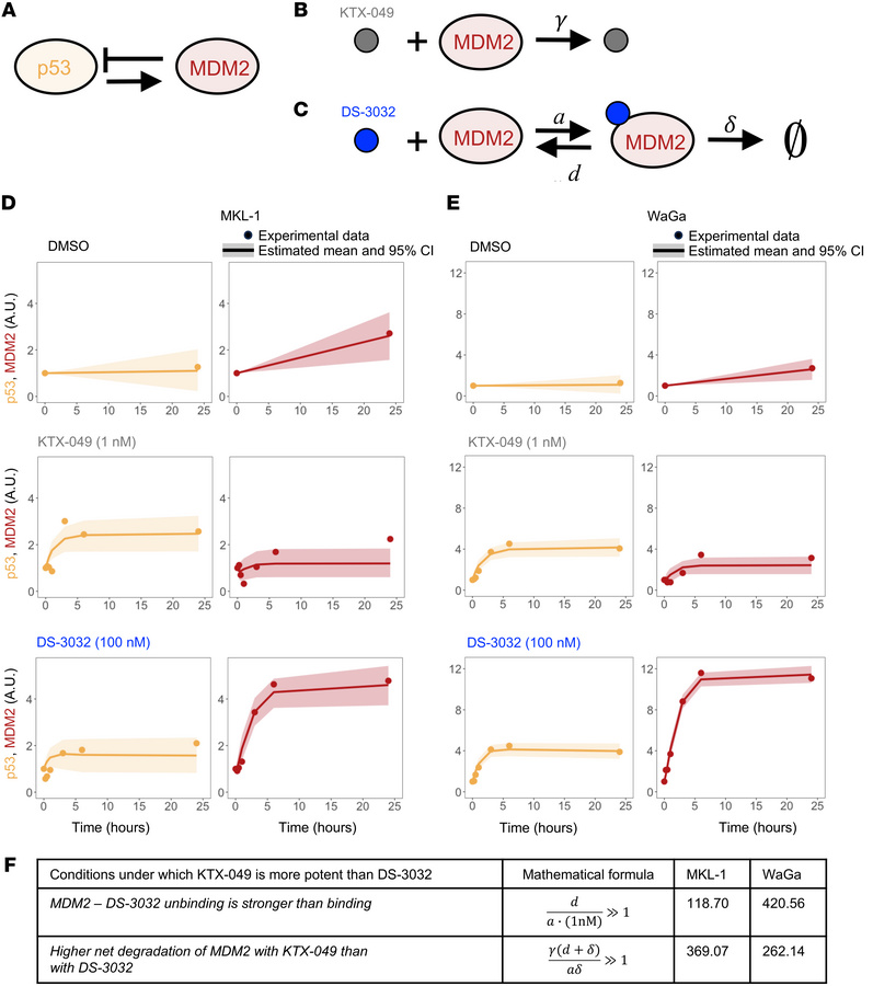 Mathematical modeling shows that KTX-049 collapses the p53/MDM2 feedback...