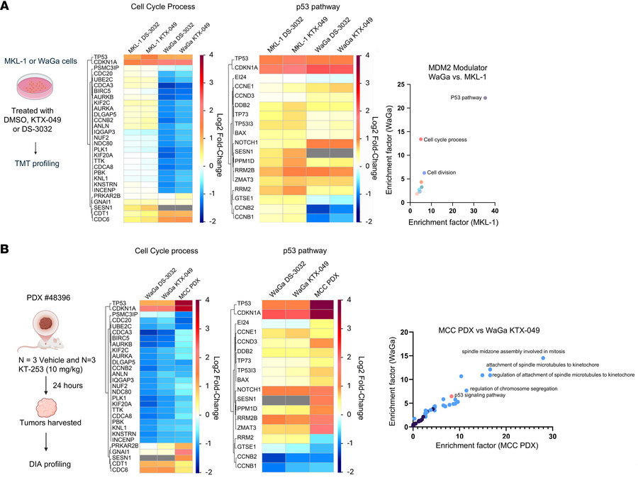 Global proteomics reveals that KTX-049 and KT-253 induce increased level...