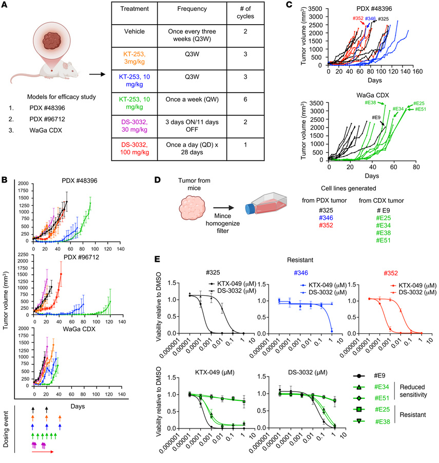 KT-253 is highly effective in MCCP models with WT p53 in vivo.
(A) Schem...