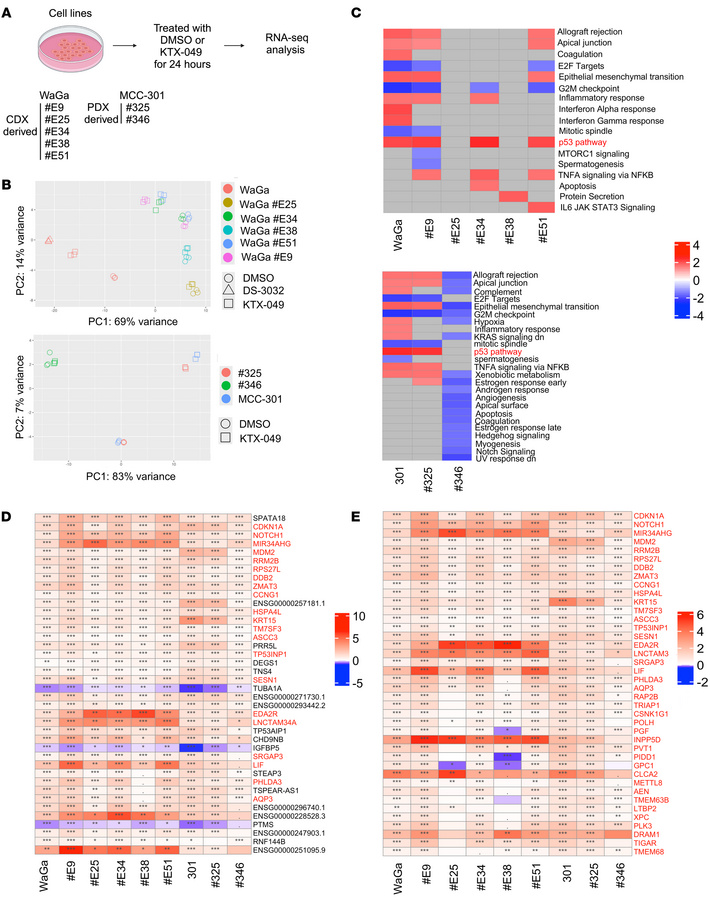 Impaired transcriptional activation of a distinct set of direct p53 targ...
