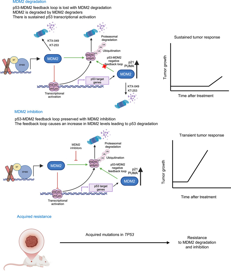 graphical abstract