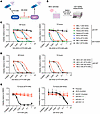 MCCP cell lines with WT p53 are highly sensitive to KTX-049.