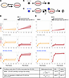 Mathematical modeling shows that KTX-049 collapses the p53/MDM2 feedback lo