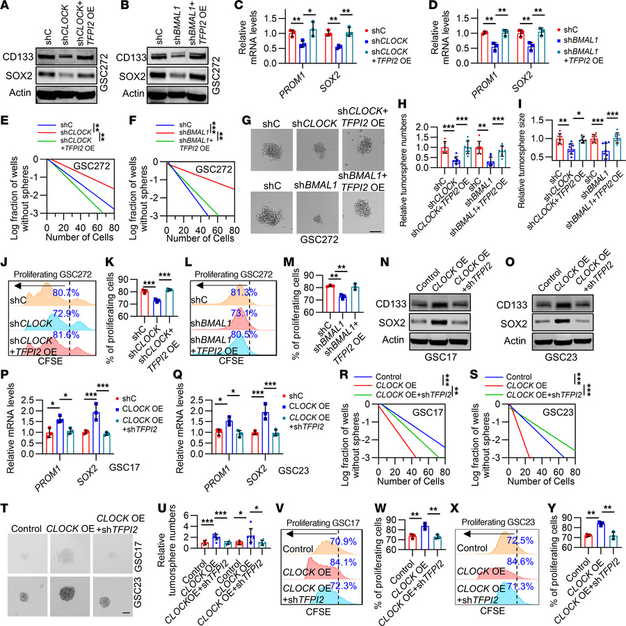 CLOCK-induced GSC self renewal is regulated by TFPI2.
(A–D) Immunoblots ...