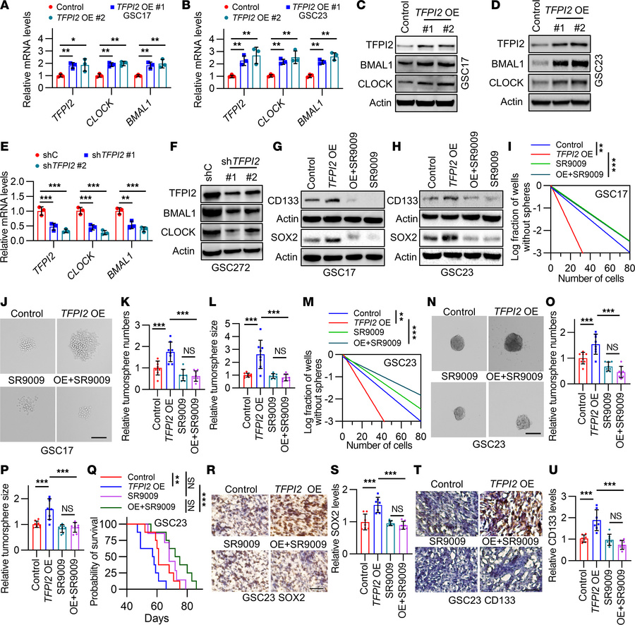 TFPI2 upregulates the CLOCK-BMAL1 complex to promote GSC self renewal an...